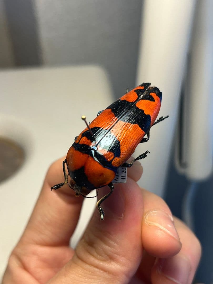 【39mm】クロモンベニオウサマムカシタマムシCalodema 標本スハンダエ