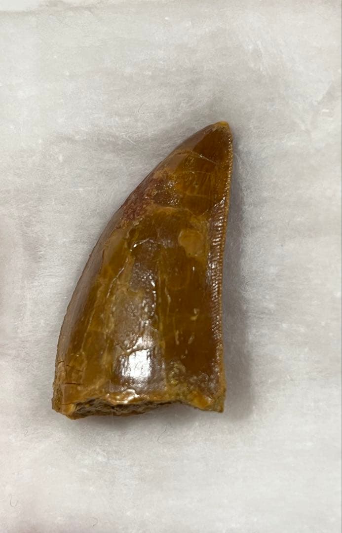 Carcharodontosaurus 実物歯化石 歳三