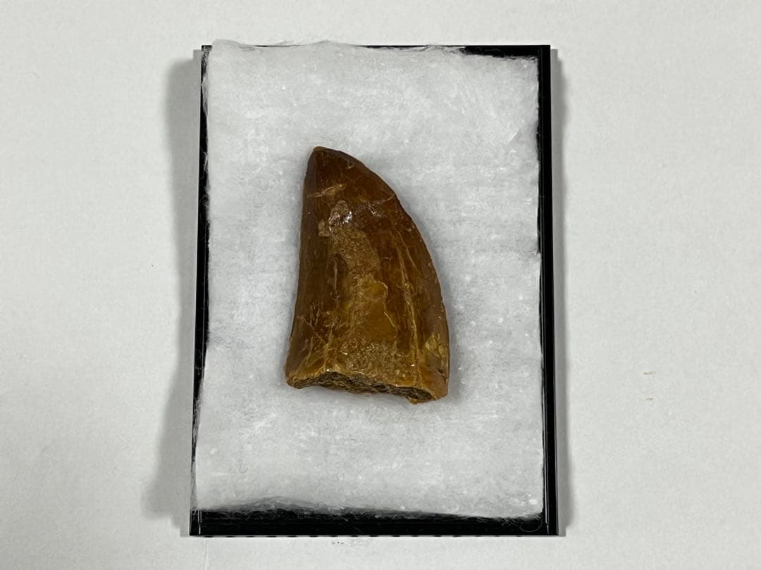 Carcharodontosaurus 実物歯化石 歳三