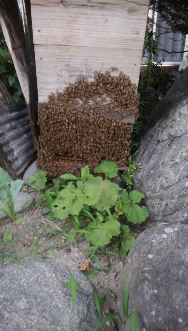 日本ミツバチ蜂蜜☆1200g×2