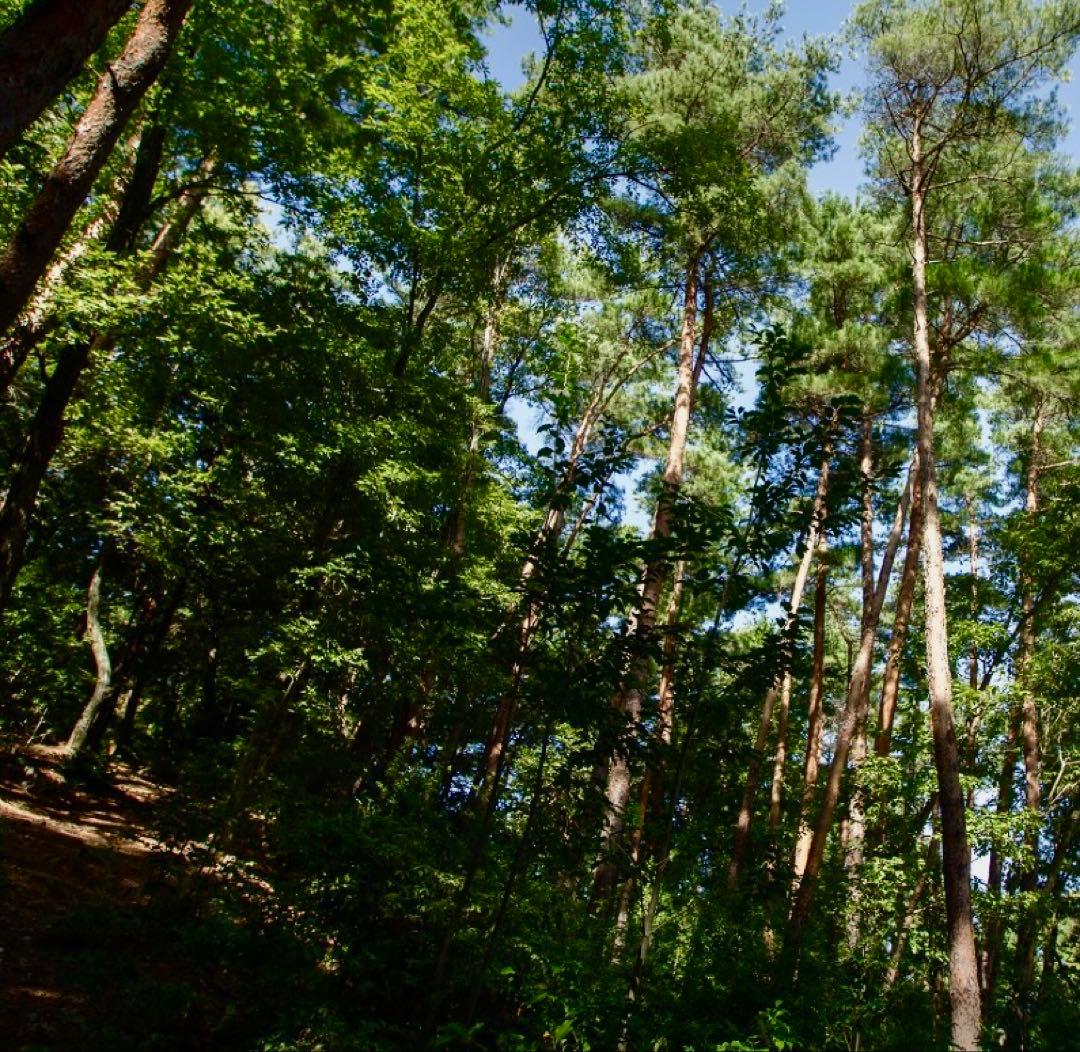 【大人気‼︎ 開きセット 330g 今期最終‼︎】本日採れ‼︎ 松茸◆クール便発送◆