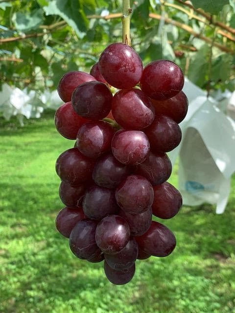 りん様向け商品　　　　クール便送料込み　24,300円