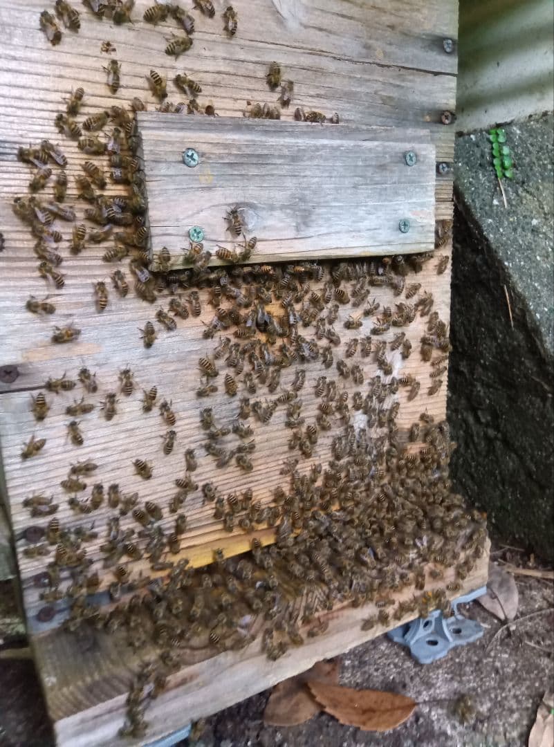 ニホンミツバチはちみつ　南国土佐の百花蜜　無添加　無加工　たれ蜜