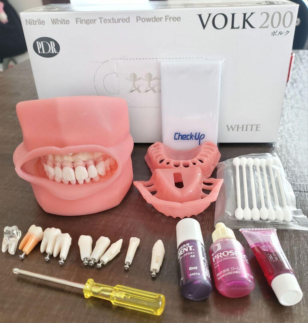 【ニッシン】 歯科模型 頬粘膜 歯科衛生士 NISSIN デンタルモデル