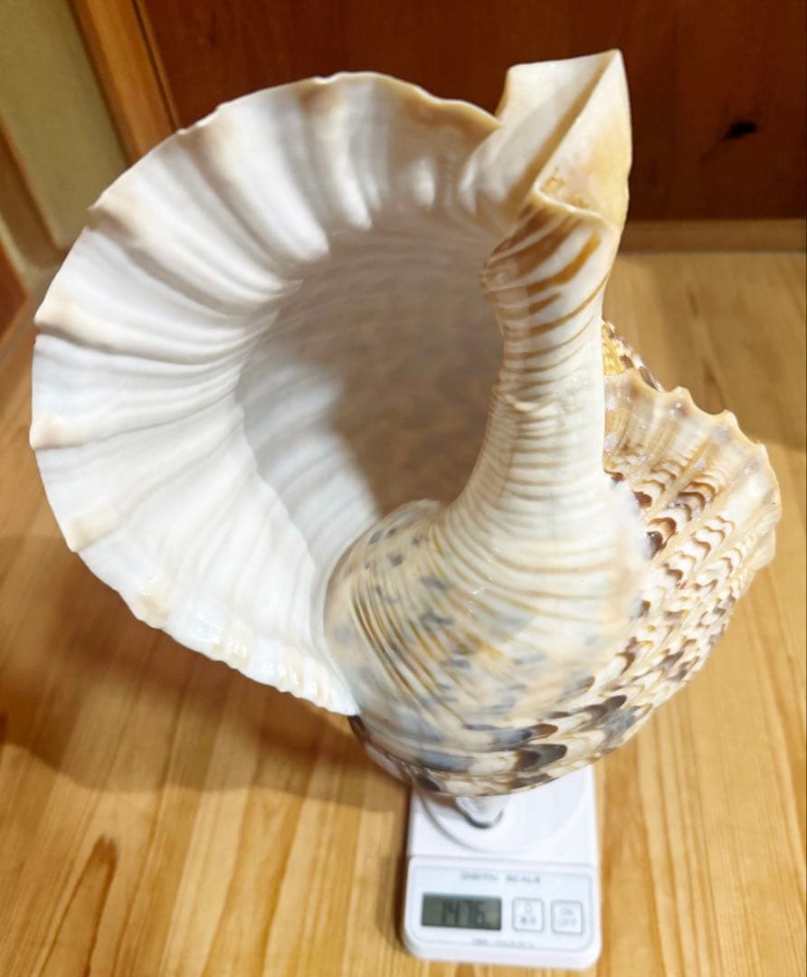 特大43㎝修験道法螺貝　山伏　密教　魔除け　熊よけ❣️ホラガイ　ほら貝