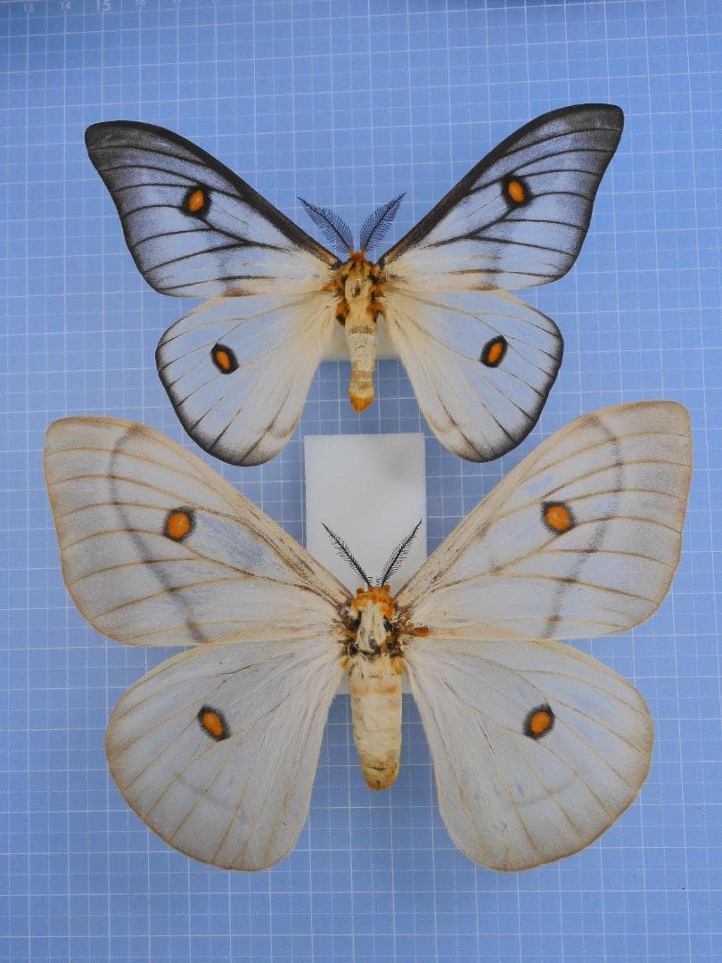 標本 Ceranchia apollina 116mm 140mm very big