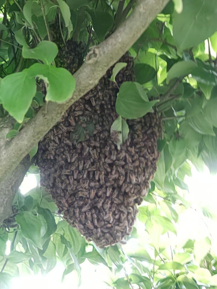 秋新蜜　日本蜜蜂の百花蜜　１年熟成　550ｇ✕4本（2.2kg）