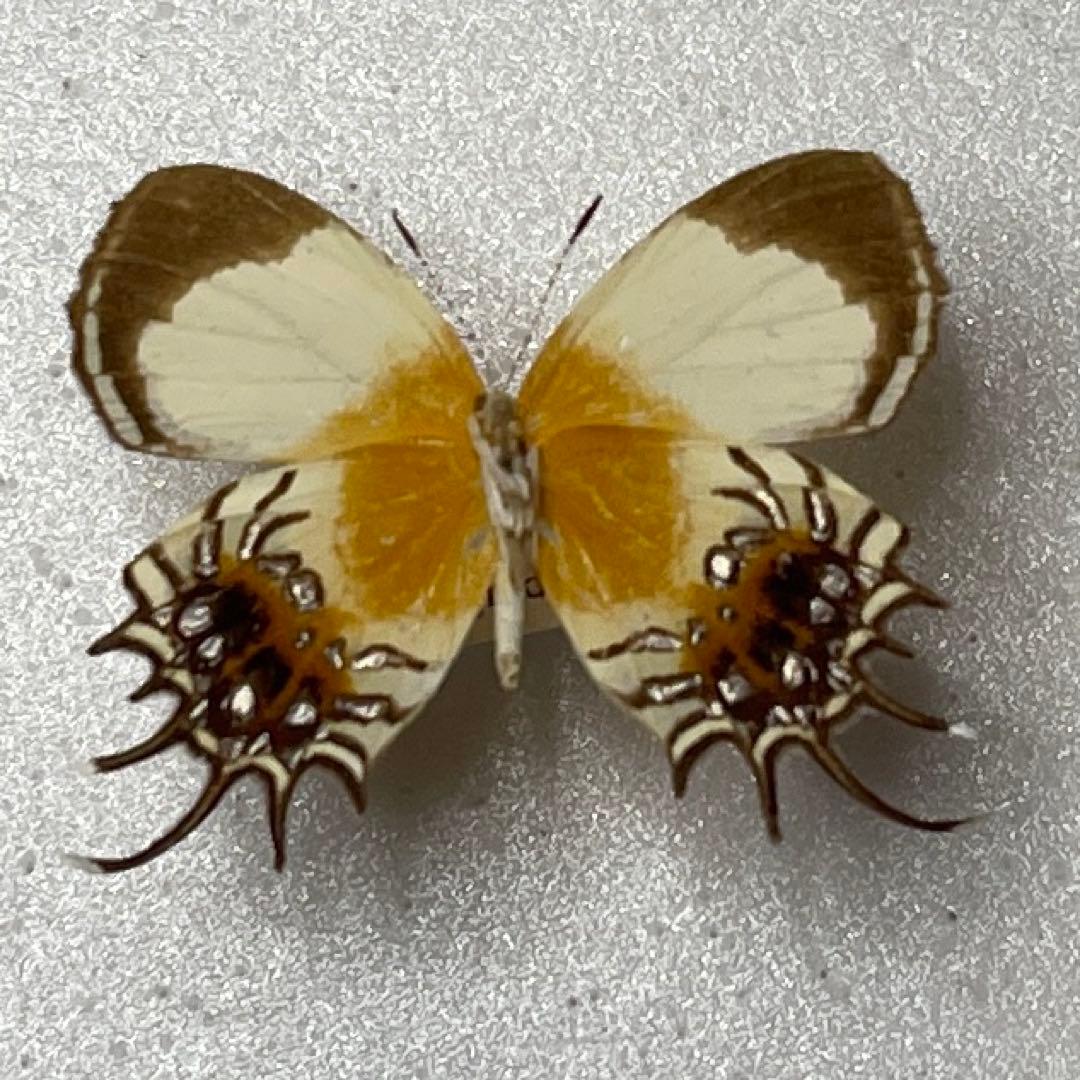 ミツオシジミタテハ雌