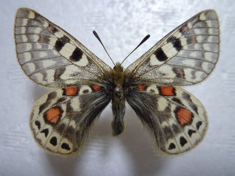 【外国産蝶標本】アッコウスバ♂/チベット.ラサ産/54mm