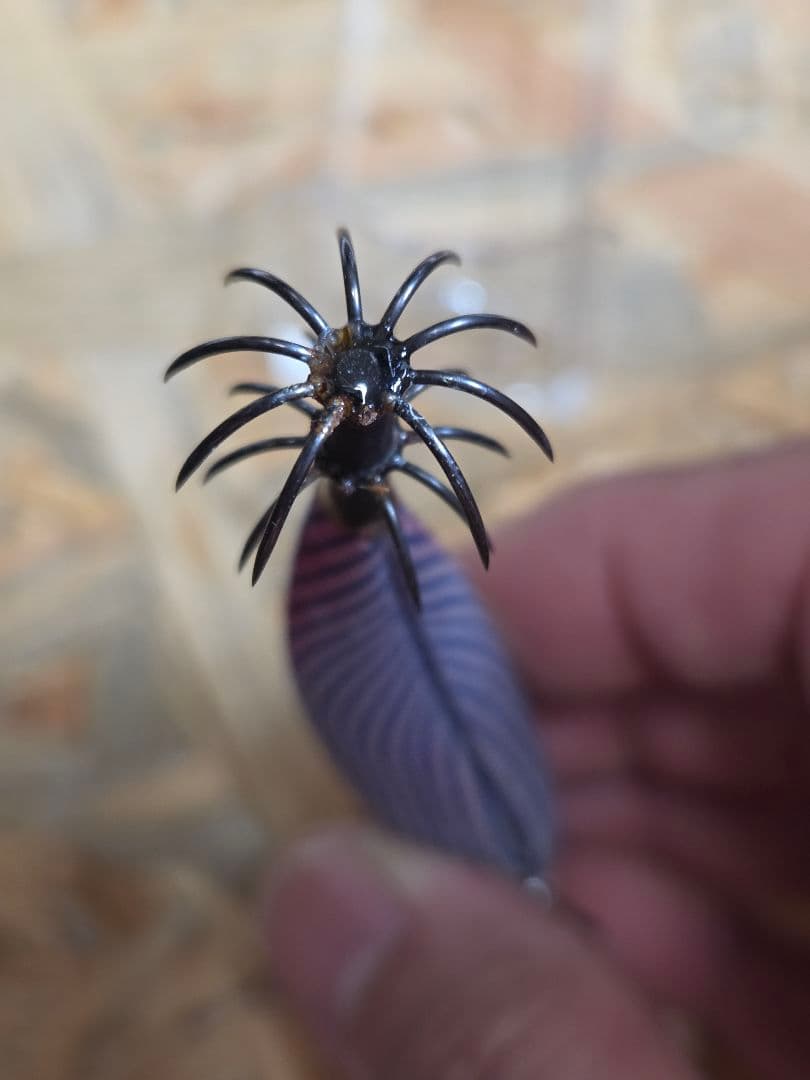 エギリーダートマックスTR