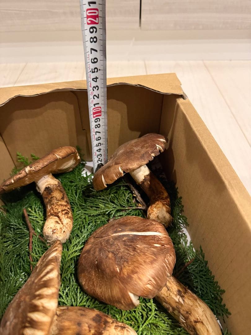 松茸長野産大ぶり4本新鮮　クール便で送ります。