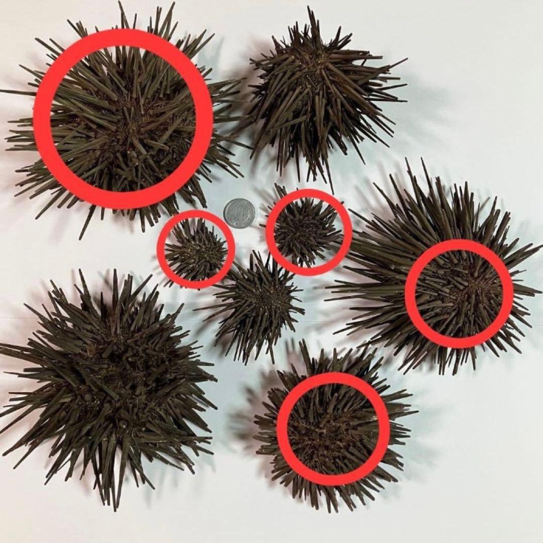 ウニ／クロウニ棘付き標本5個　No.157