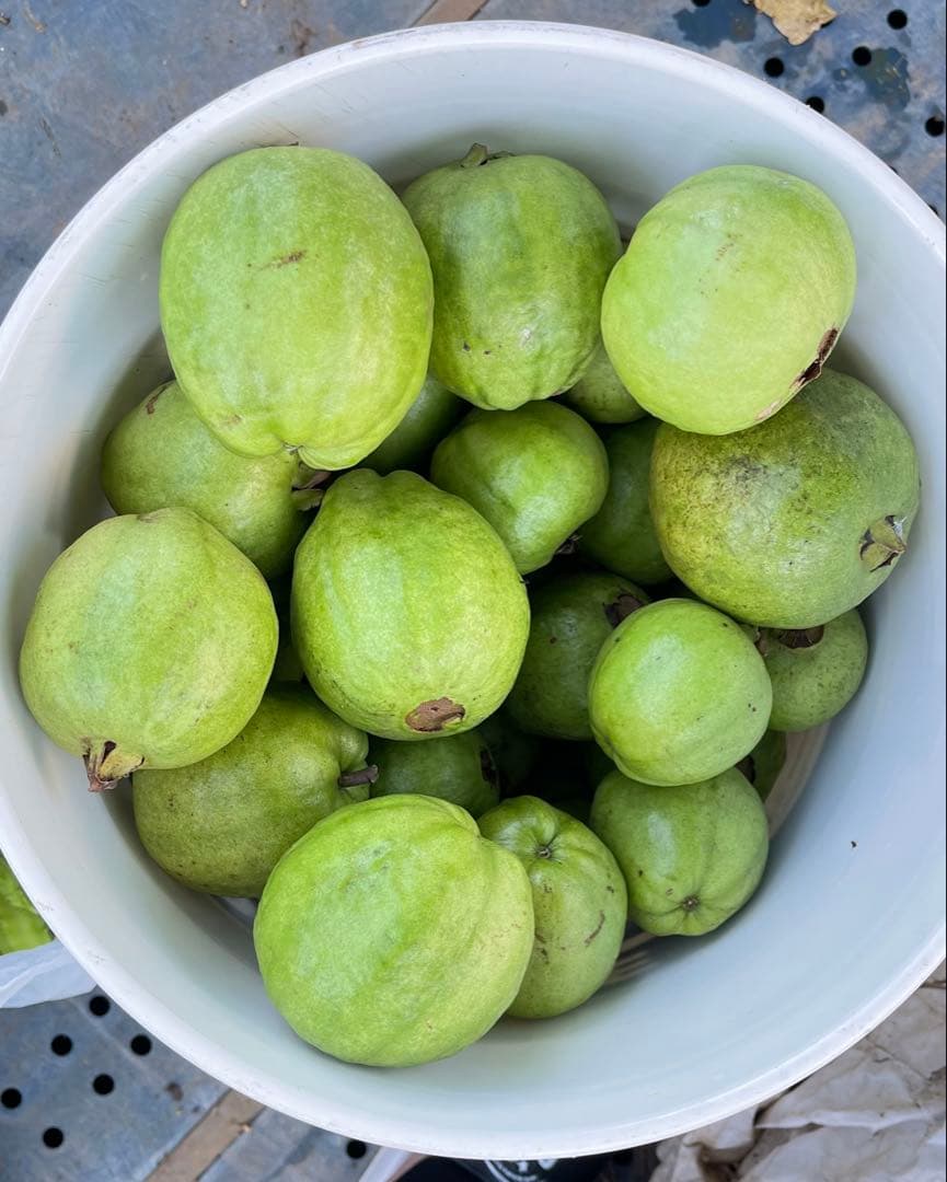 プロフィール必見　台湾の梨グアバです❗️硬いグアバ❗️5キロ箱込み　送料無料