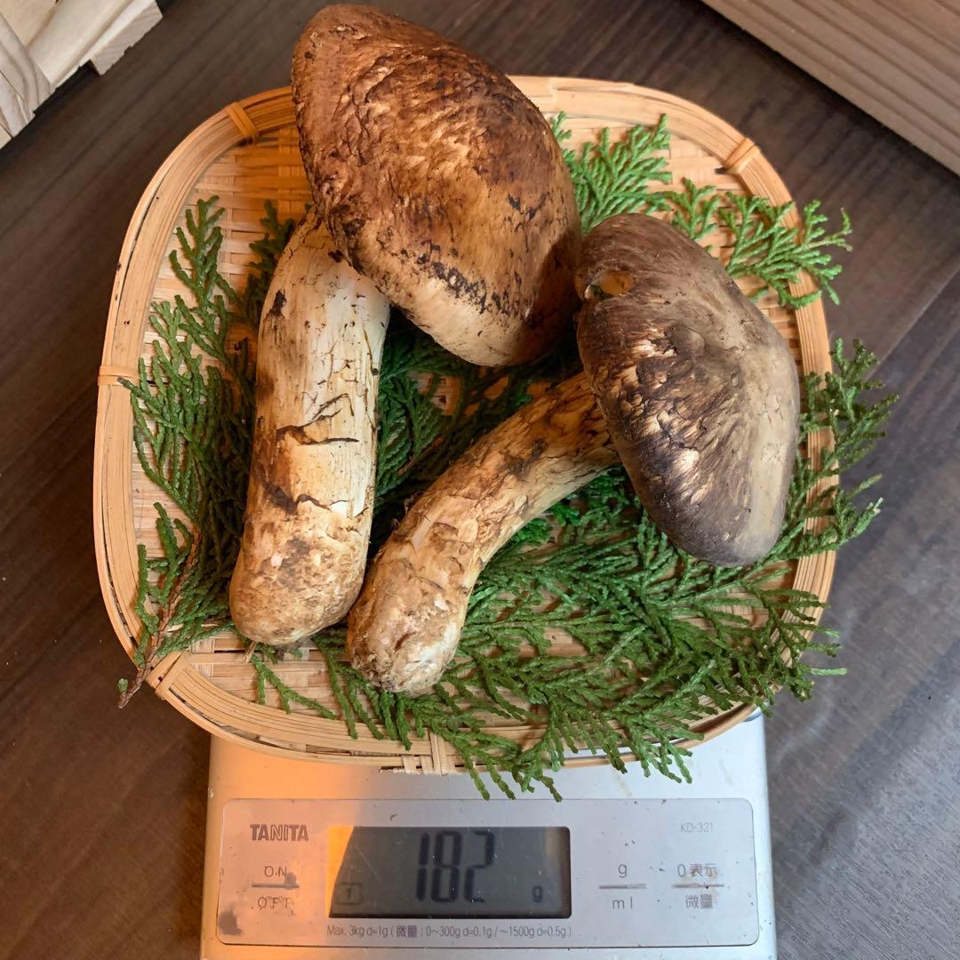 ②【岩手県産天然松茸】収穫最終　国産本場　開き　採れたて　産地直送　182g