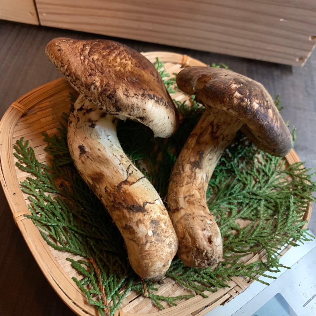 ②【岩手県産天然松茸】収穫最終　国産本場　開き　採れたて　産地直送　182g