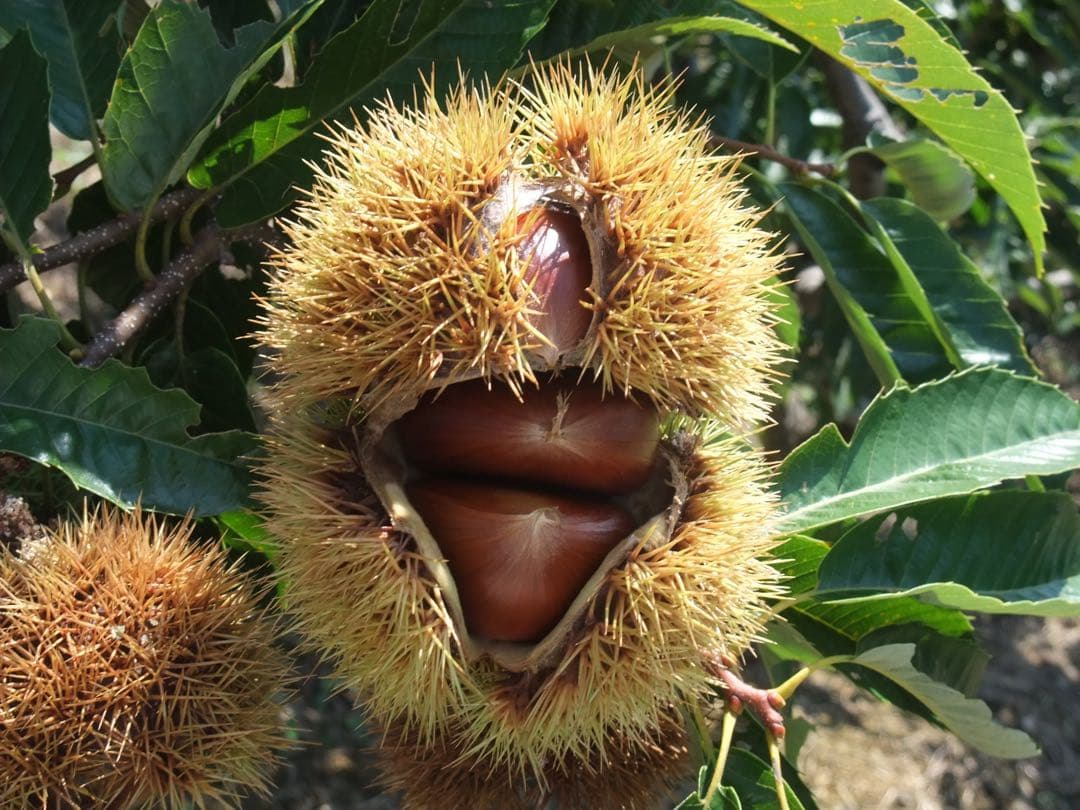 幻の栗⭐︎中山栗2L~4L混合10kgクール便（匿名不可）農家直送2025-012