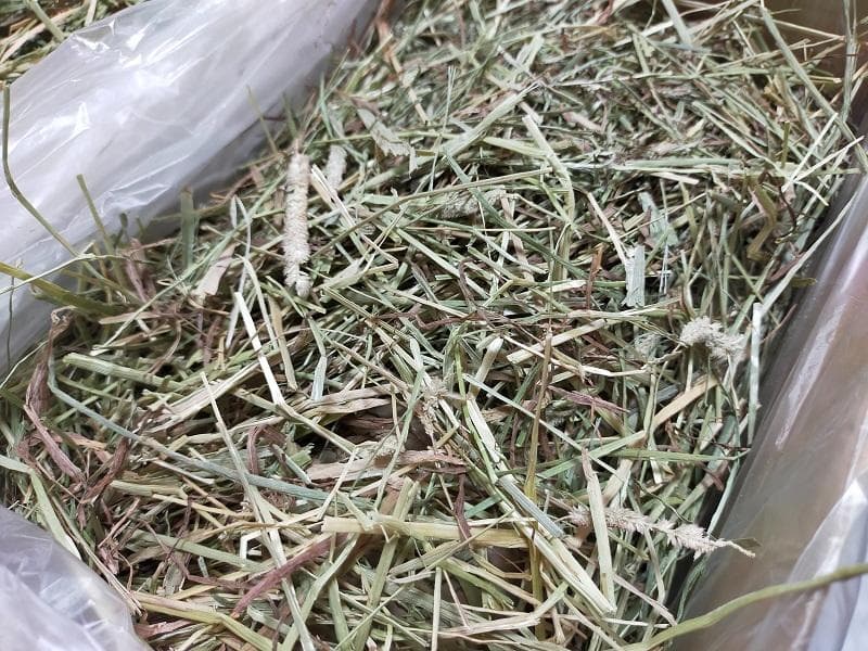 【処分価格】 カナダ産 チモシー 50kg スーパープレミアム １番刈り