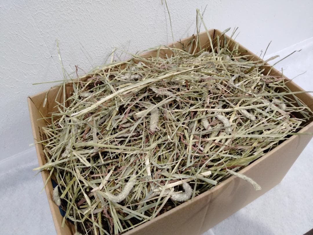 【処分価格】 カナダ産 チモシー 50kg スーパープレミアム １番刈り