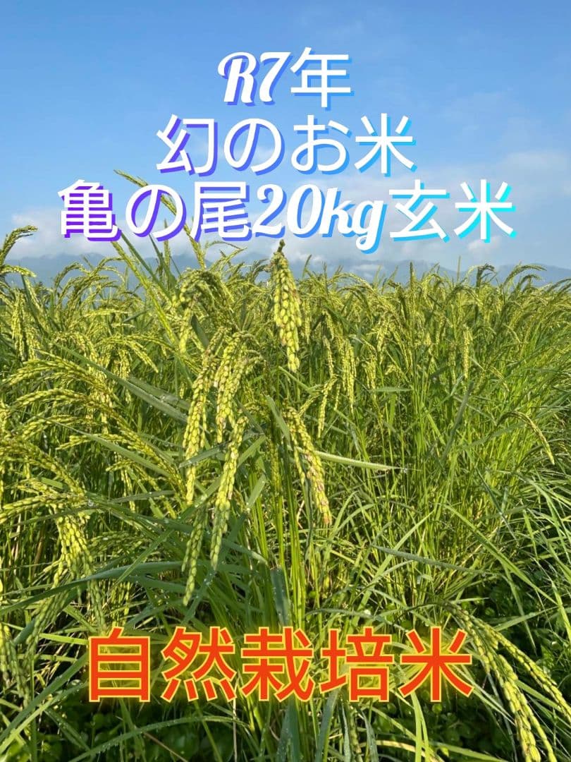 1 令和7年 自然栽培米 亀の尾20kg玄米