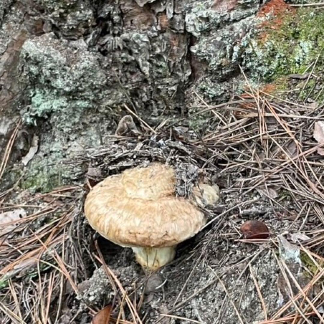 南信州産松茸　10/13夕方採り225g