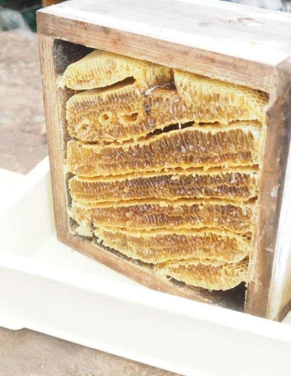 日本蜜蜂完熟ハチミツ（食べ比べ、600g✕2瓶）