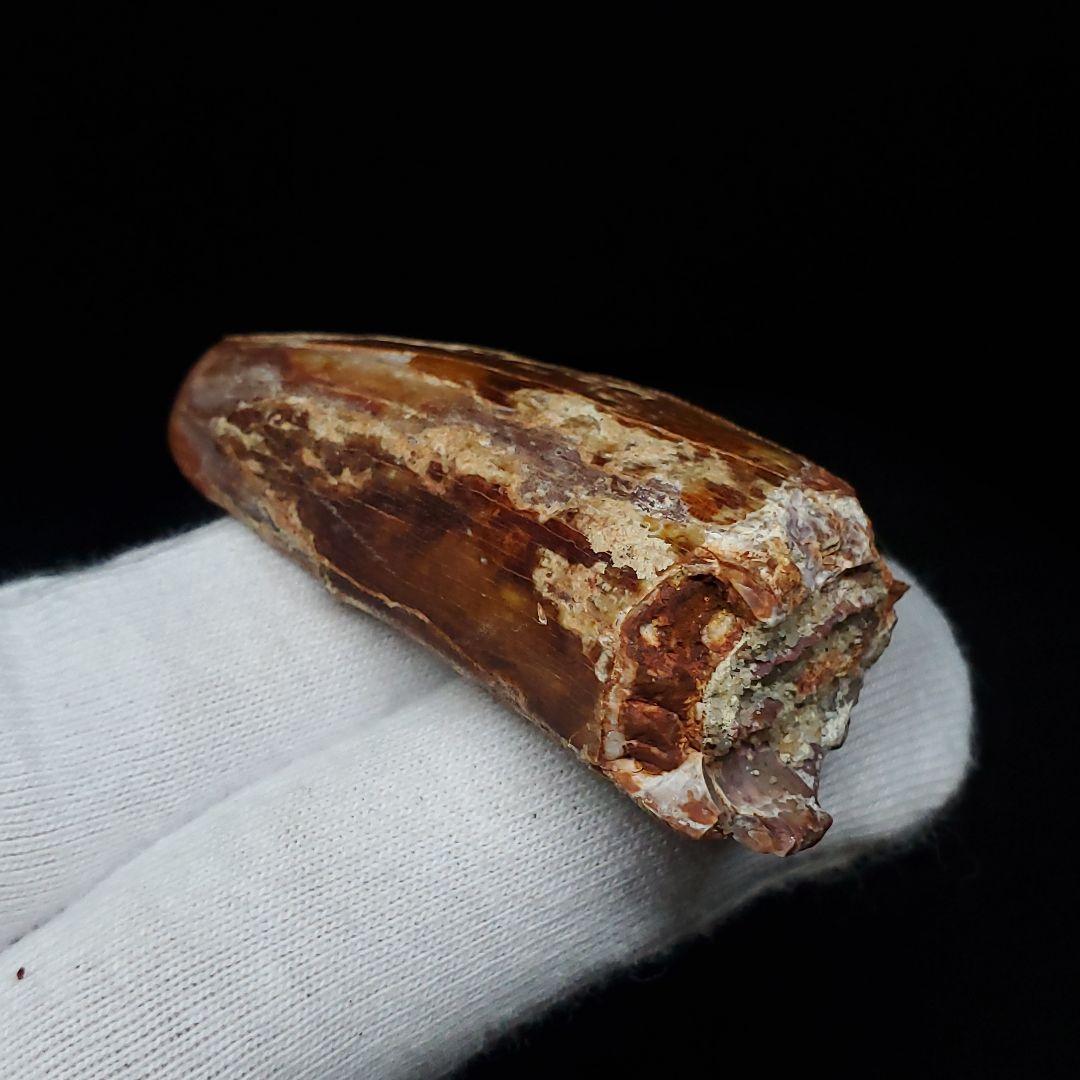 カルカロドントサウルス 歯 化石 本物 モロッコ産 46.81mm  fca18