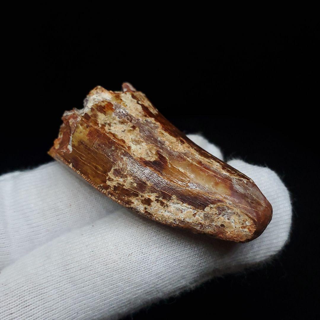 カルカロドントサウルス 歯 化石 本物 モロッコ産 46.81mm  fca18