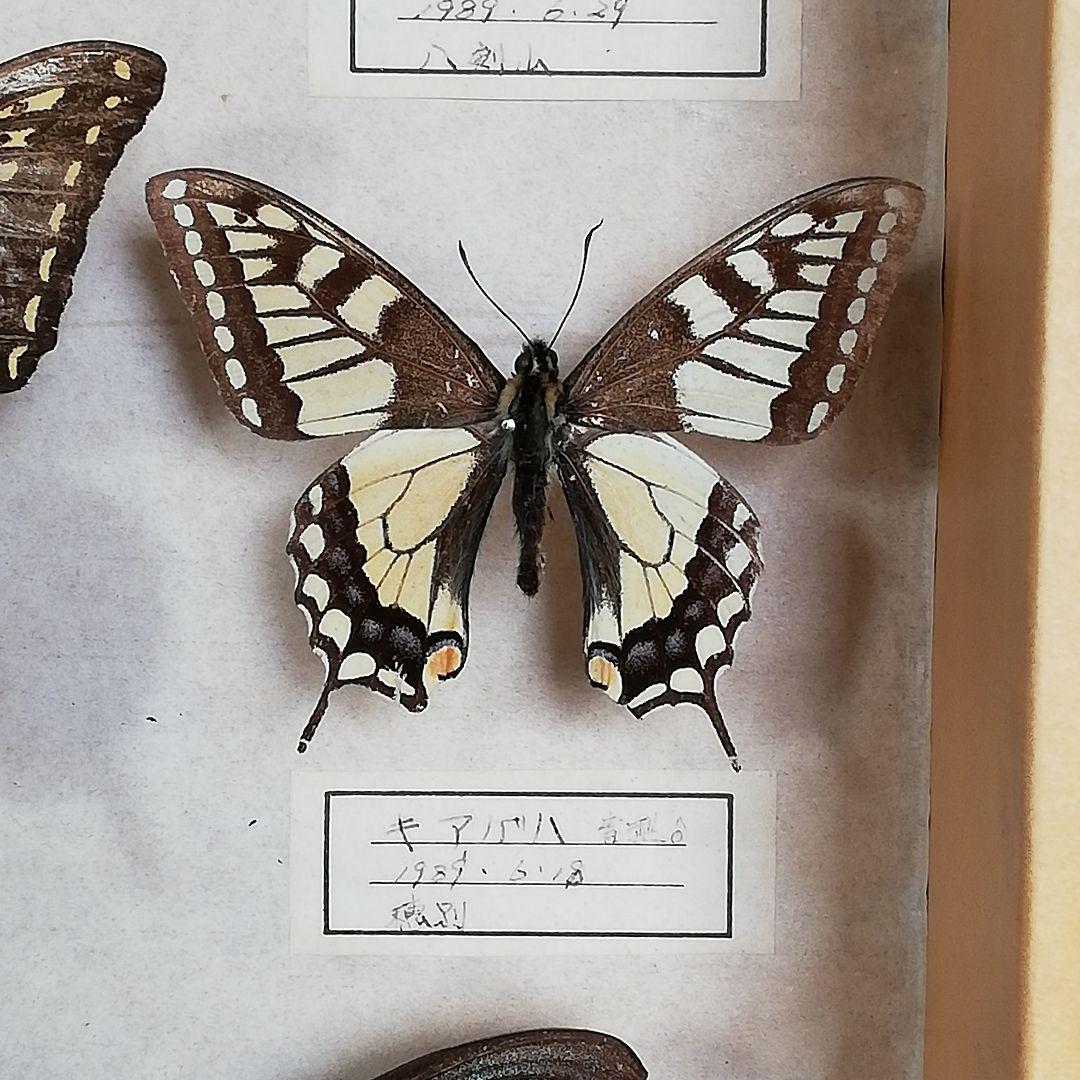 【蝶標本】北海道　7種類