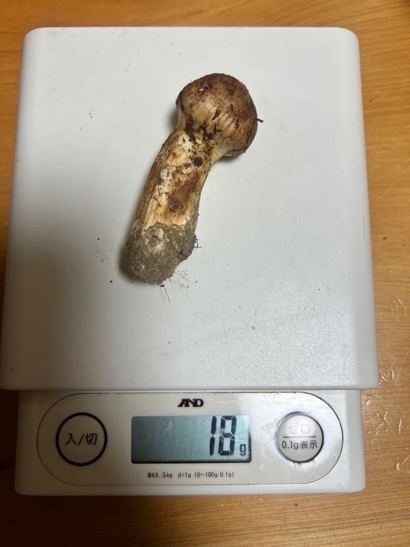 新鮮　国産　長野県上伊那産　松茸　3本セット 109g におまけ一本！！