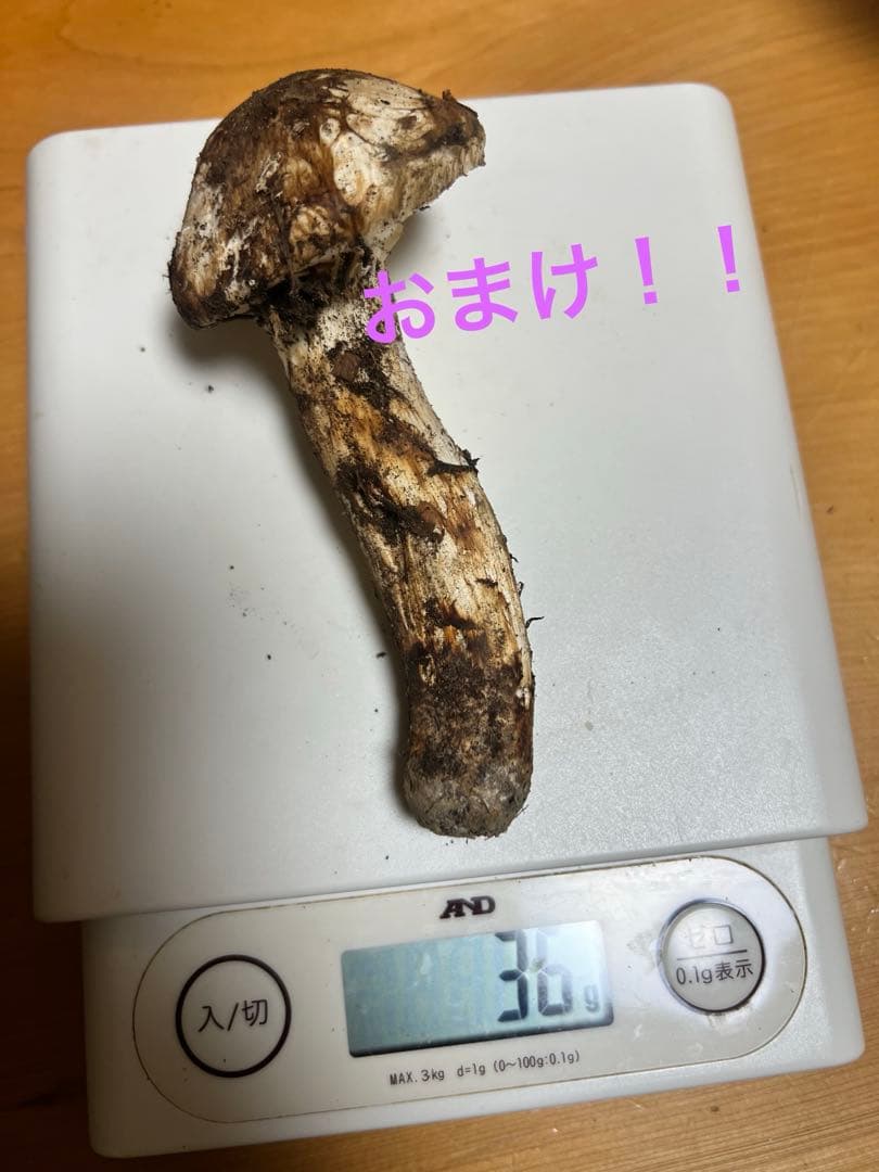 新鮮　国産　長野県上伊那産　松茸　3本セット 109g におまけ一本！！