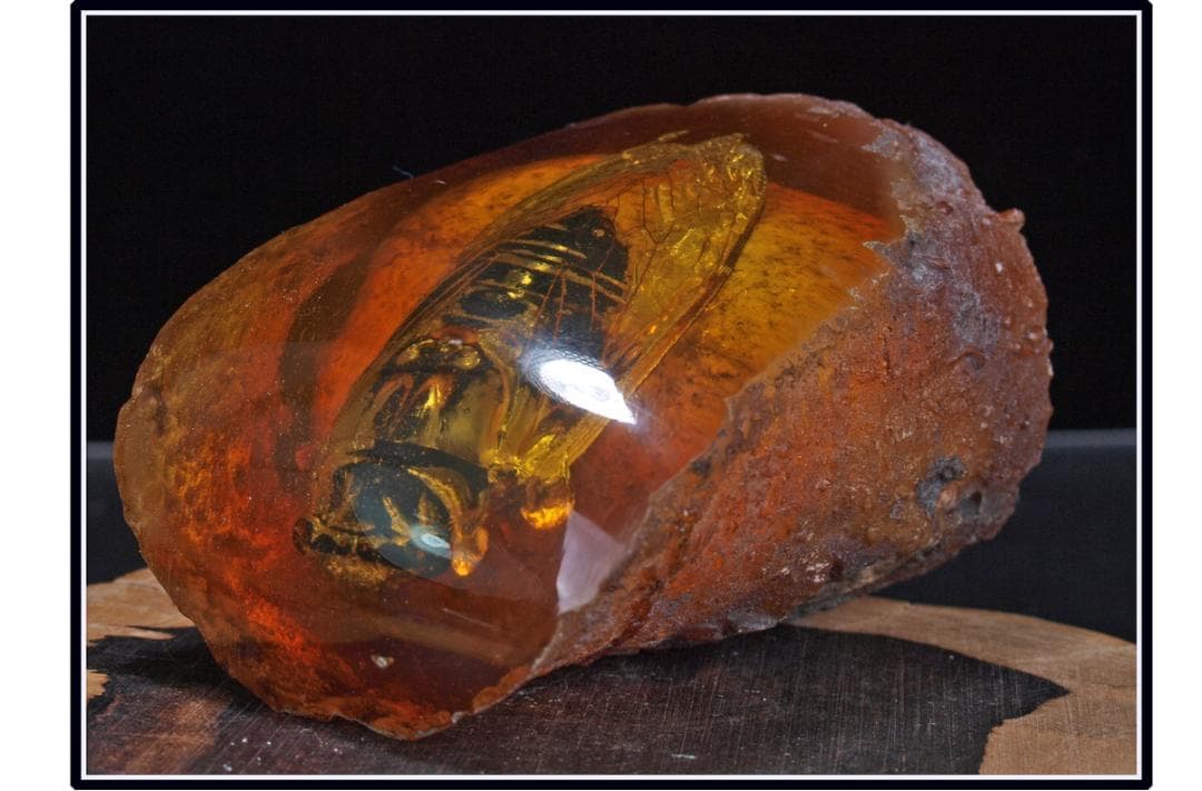 中国時代の化石　天然琥珀サソリ※骨董品 古美術 DE1649D4-2