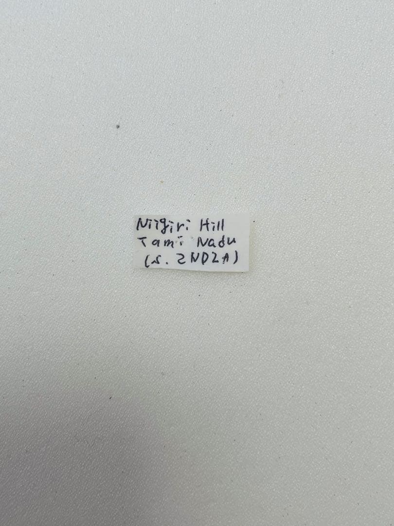 パピリオブッダ（オス、インド・ニルギリ産）