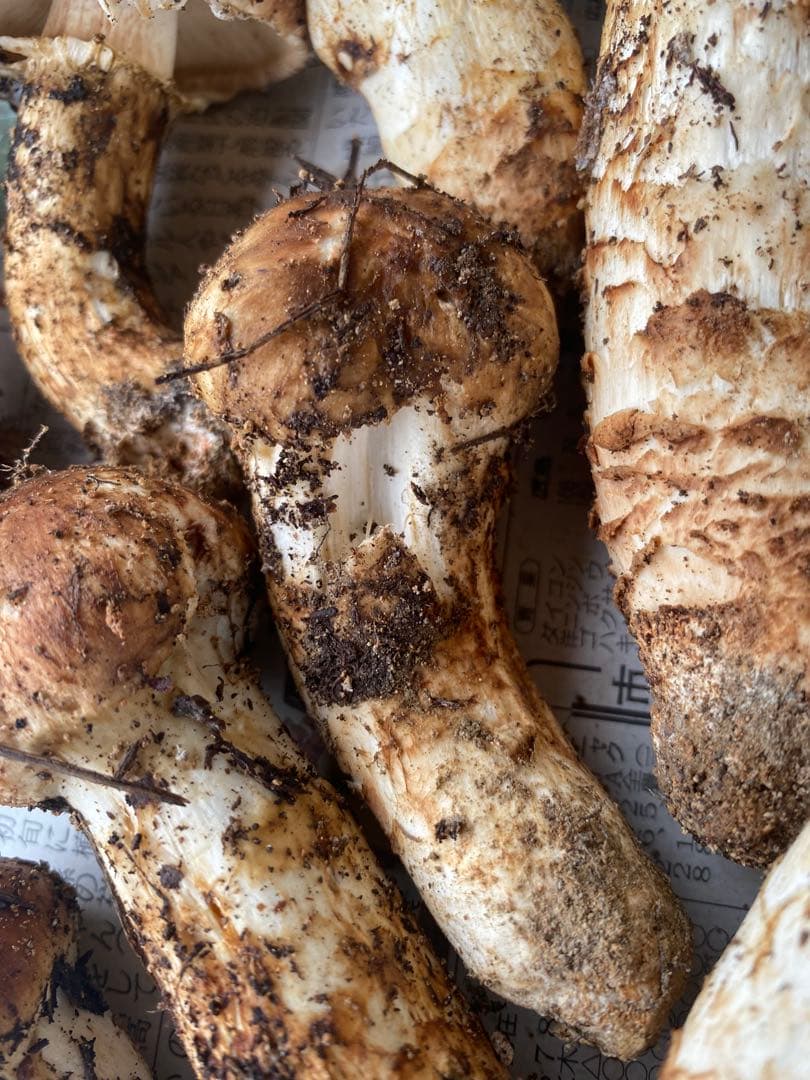 広島県産松茸　609g 本日限定