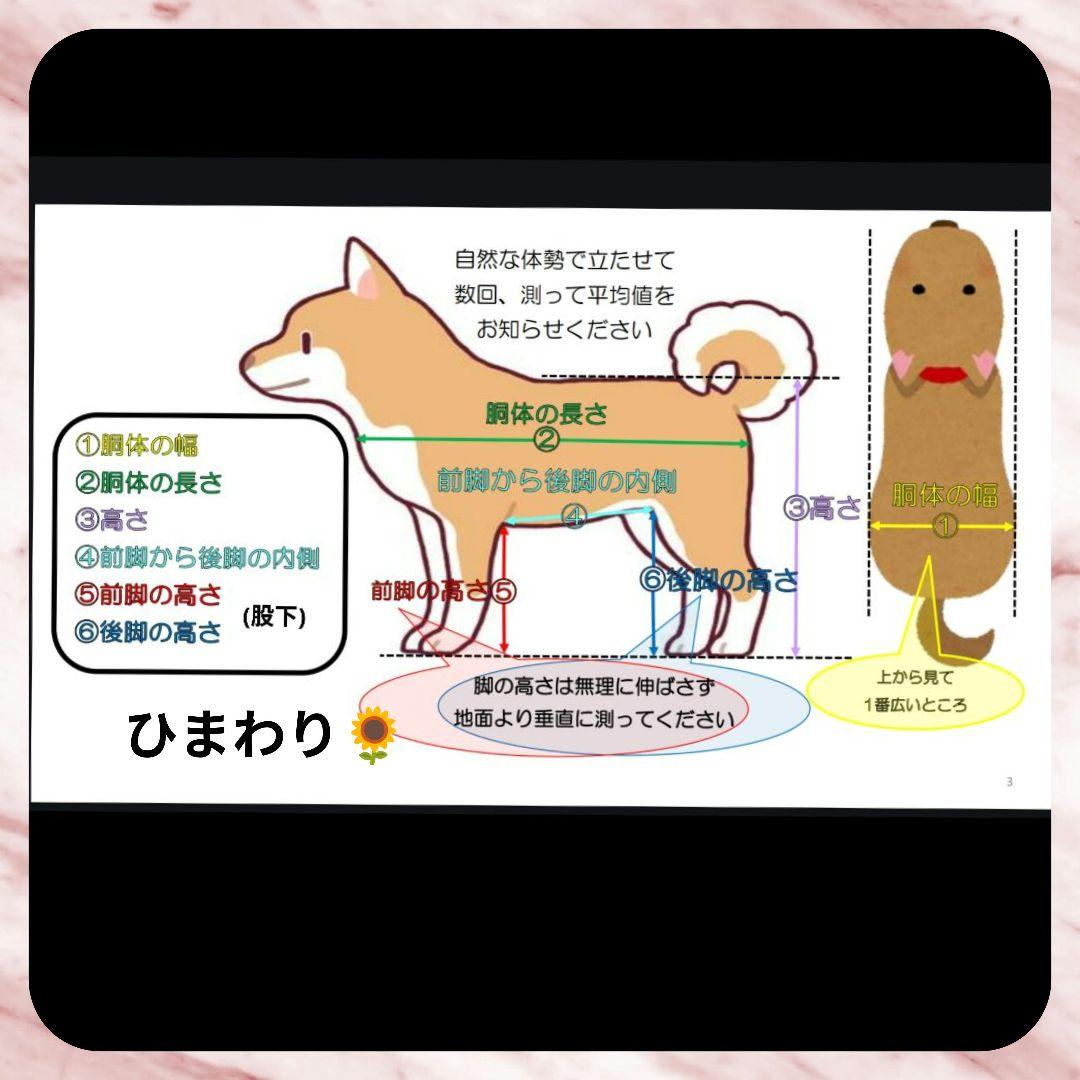 ミックス犬4輪　リハビリ　食事補助　犬用車椅子　体制維持　犬の歩行器