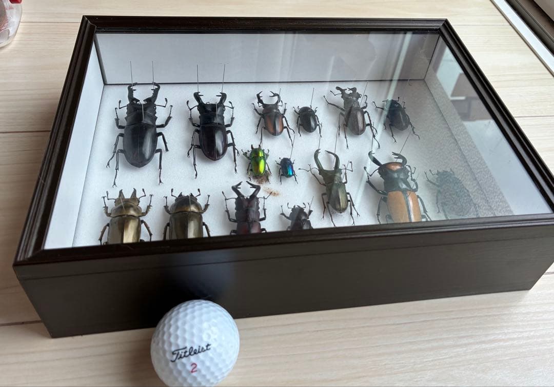 クワガタ標本 セット 標本ケース2個