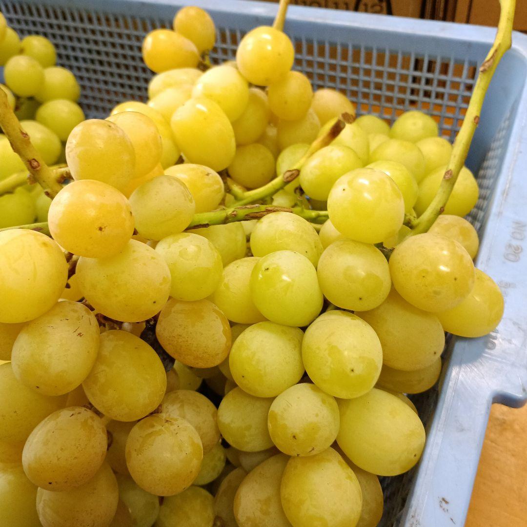 シャインマスカット家庭用訳有り品