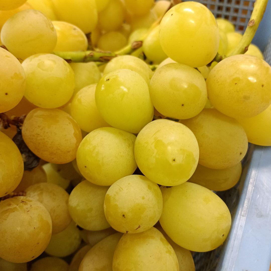 シャインマスカット家庭用訳有り品