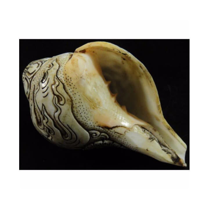 チベット密教法具　法螺貝（シャンカ）マハーカーラ（大黒天/だいこくてん）