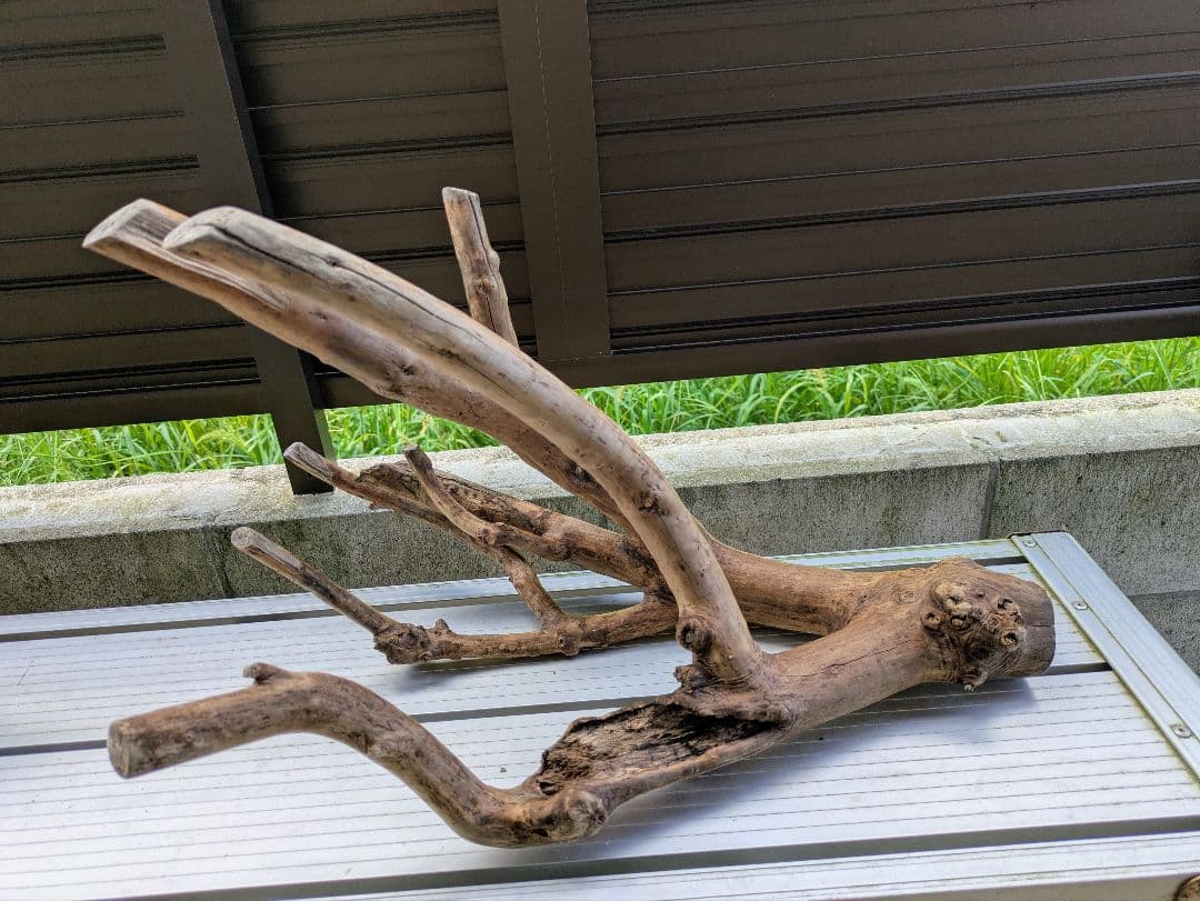 ヤマムラ8点おまとめ　 アク抜き済流木大型　爬虫類登リ木