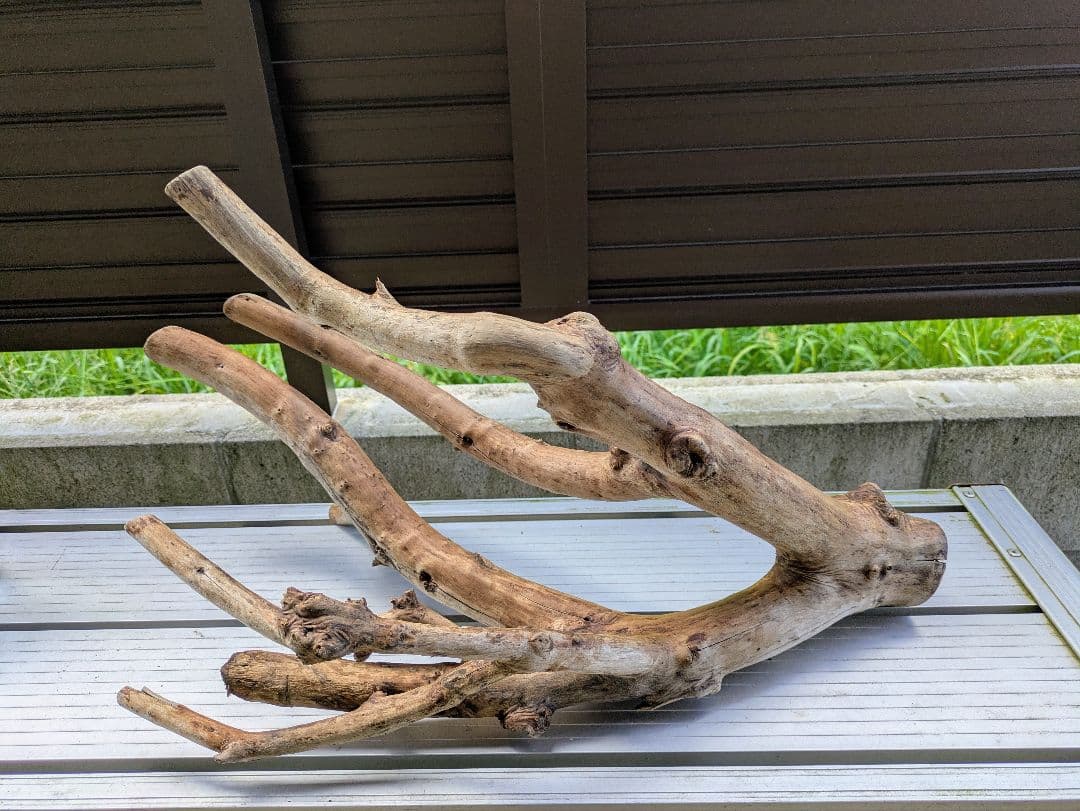 ヤマムラ8点おまとめ　 アク抜き済流木大型　爬虫類登リ木