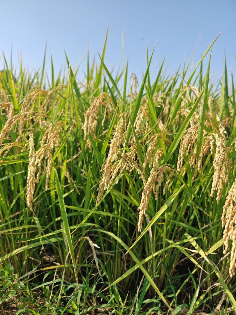 コシヒカリ　【JAS認定】有機米10キロ 玄米　送料込　令和7年産