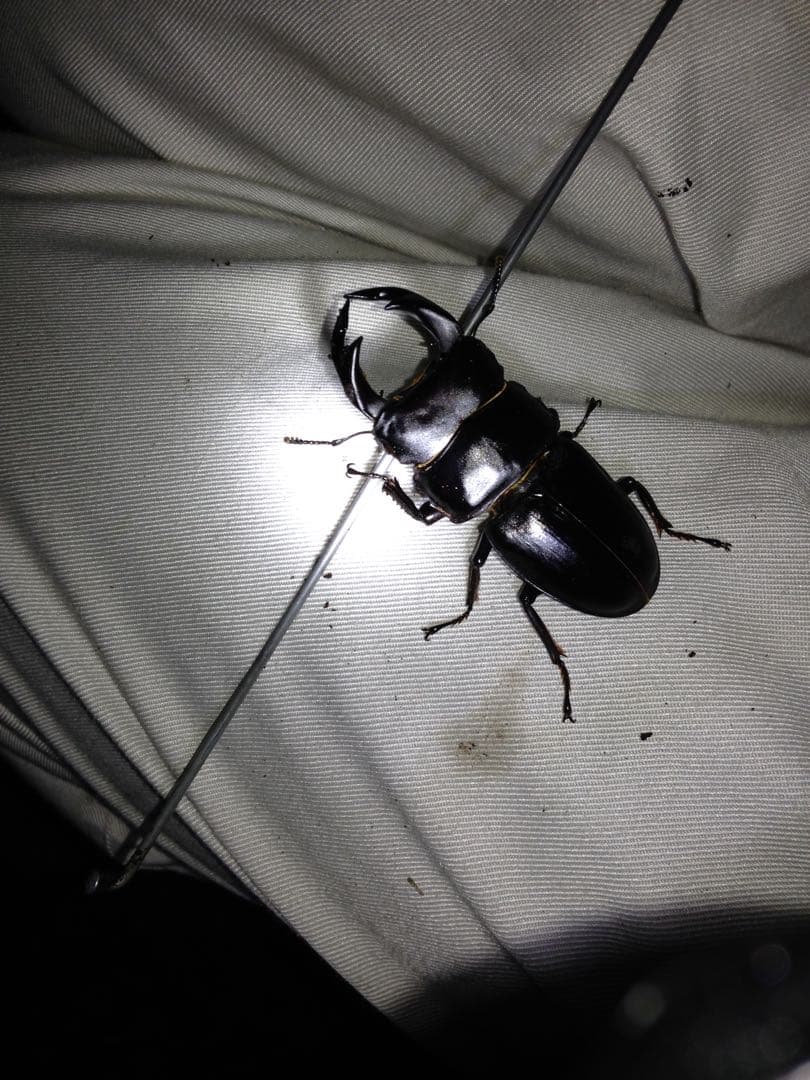 く*ま様 オオクワガタWD 樹液採集個体68㎜