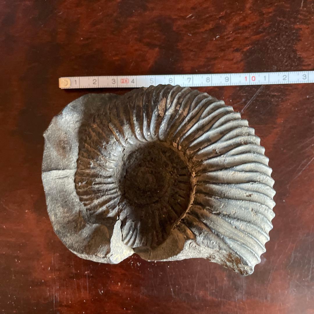 黒色 アンモナイト化石 約10cm