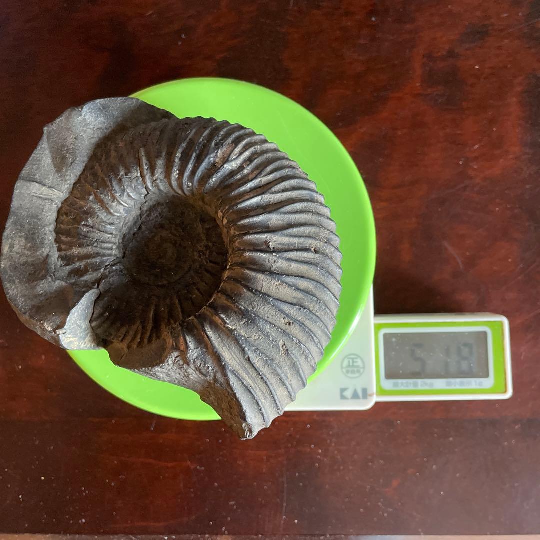 黒色 アンモナイト化石 約10cm