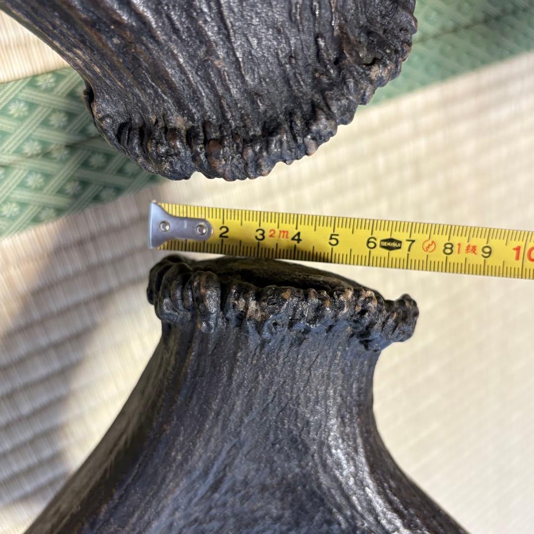 エルク　アカシカ　角　標本