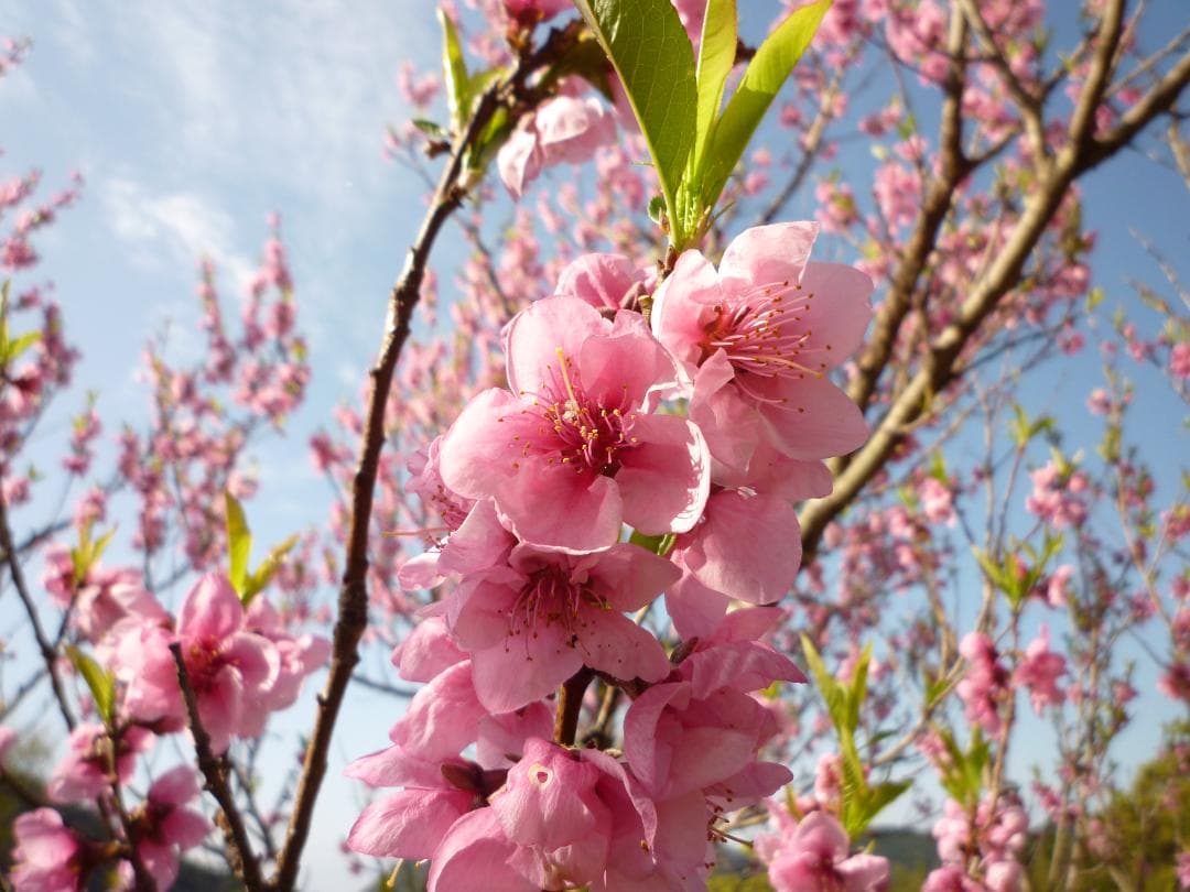 安心の日本みつばち　芳醇糖度81%優良品 非加熱　春はちみつ1,100g
