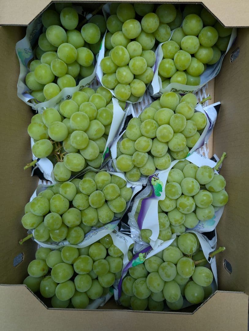 山梨県産ぶどう　共選品シャインマスカット　9房入り箱込み約5.9kg