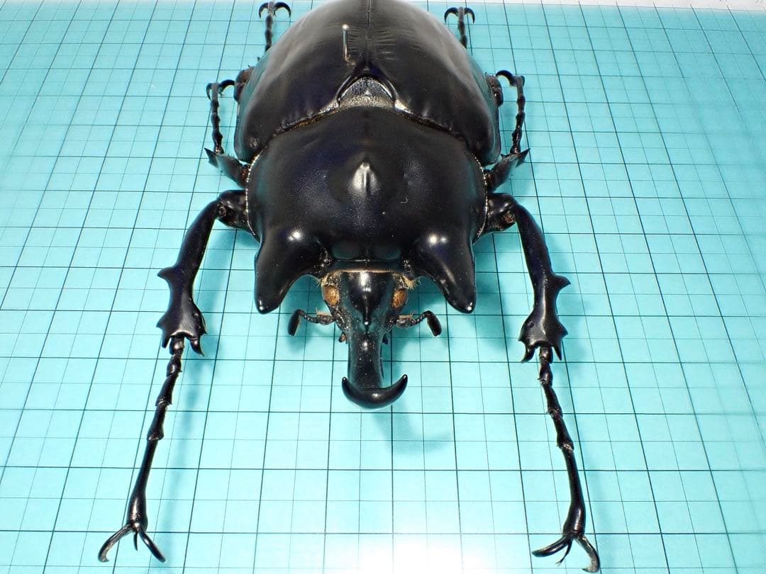 【標本】アクティオンゾウカブト　フレンチギアナ領産　102.2ミリ　野外品
