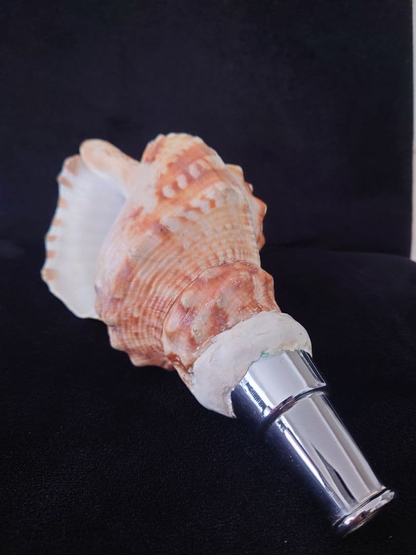 法螺貝　歌口付　ほら貝　ホラガイ