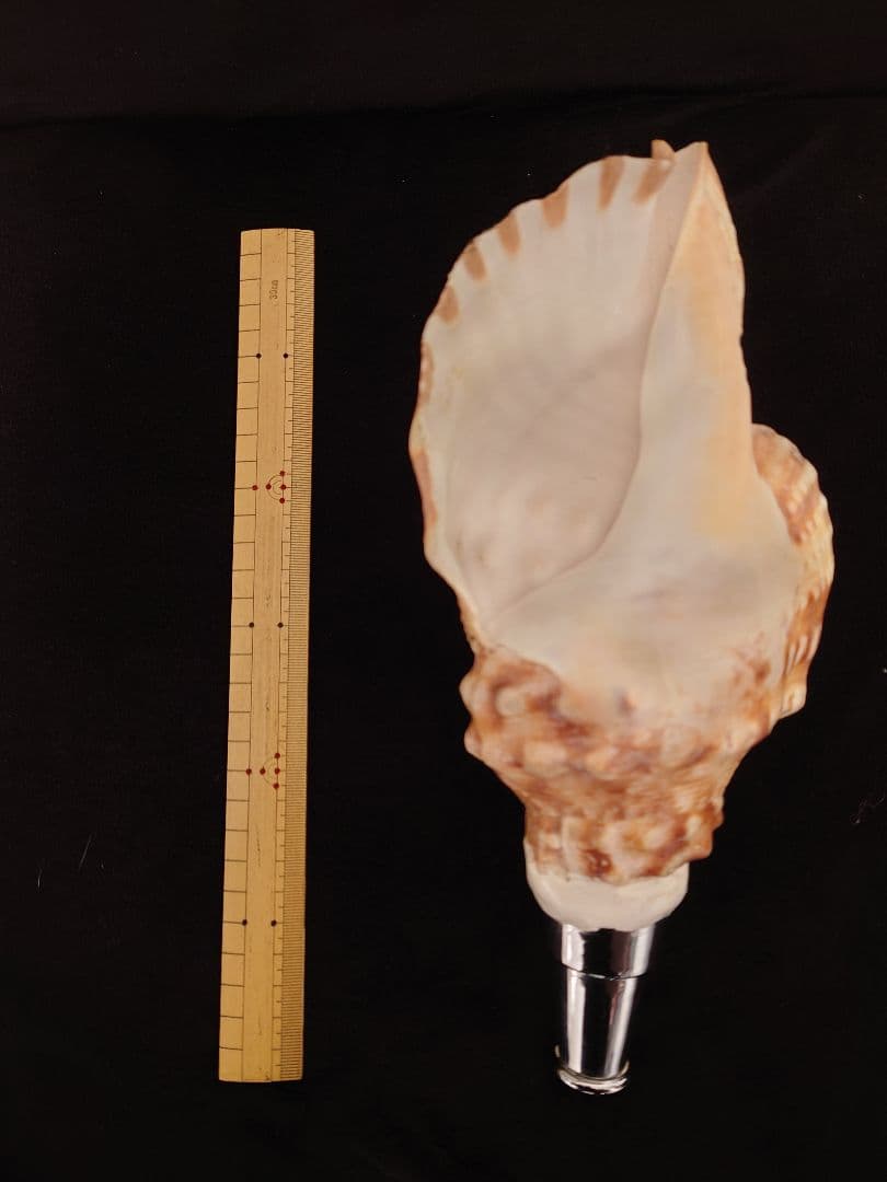 法螺貝　歌口付　ほら貝　ホラガイ